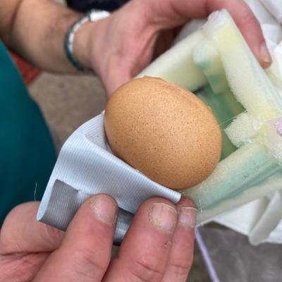 Huevos 25 003